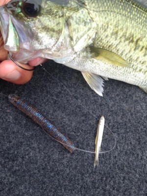 hideup 永野総一朗 ブログ写真 2015/06/09