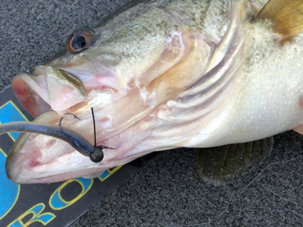 hideup 永野総一朗 ブログ写真 2019/01/12