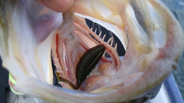 hideup 乃村弘栄 ブログ写真 2015/08/15