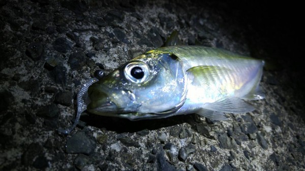 hideup 乃村弘栄 ブログ写真 2015/12/15