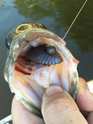 hideup 乃村弘栄 ブログ写真 2015/06/06