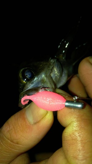 hideup 乃村弘栄 ブログ写真 2016/03/17