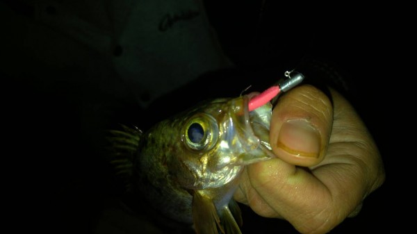 hideup 乃村弘栄 ブログ写真 2016/03/01