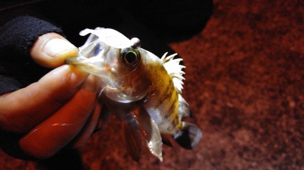 hideup 乃村弘栄 ブログ写真 2015/12/15