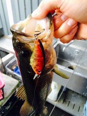 hideup 乃村弘栄 ブログ写真 2015/03/06