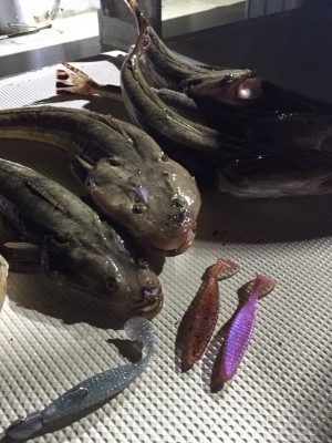 hideup 乃村弘栄 ブログ写真 2015/09/10