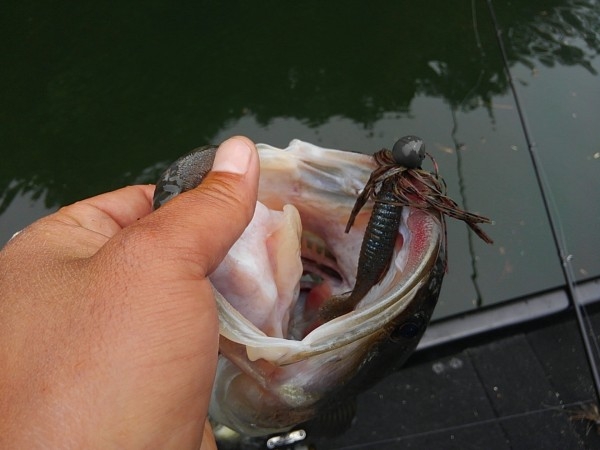 hideup 乃村弘栄 ブログ写真 2017/06/06