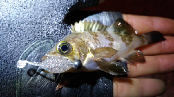 hideup 乃村弘栄 ブログ写真 2015/12/15