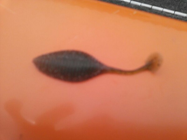 hideup 乃村弘栄 ブログ写真 2015/03/16