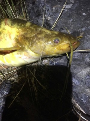 hideup 乃村弘栄 ブログ写真 2017/06/09