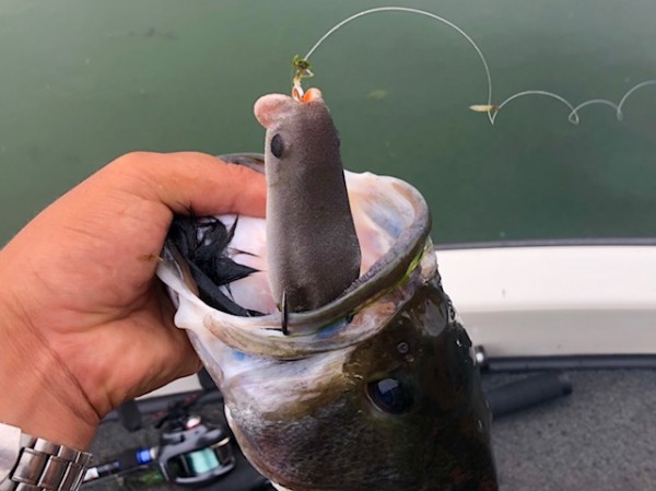 hideup 乃村弘栄 ブログ写真 2018/08/10