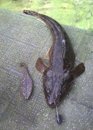 hideup 須江一樹 ブログ写真 2017/10/16