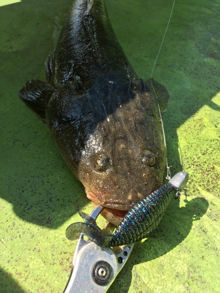 hideup 須江一樹 ブログ写真 2017/10/14