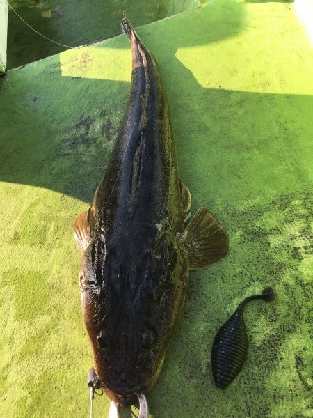 hideup 須江一樹 ブログ写真 2017/10/14