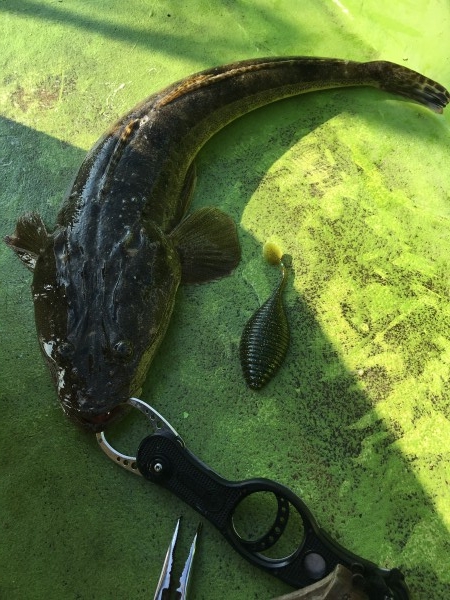 hideup 須江一樹 ブログ写真 2017/10/14