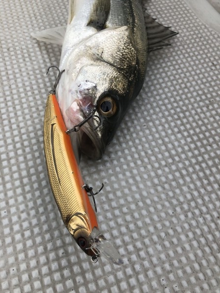 hideup 須江一樹 ブログ写真 2019/04/11