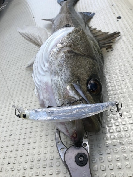 hideup 須江一樹 ブログ写真 2019/04/11