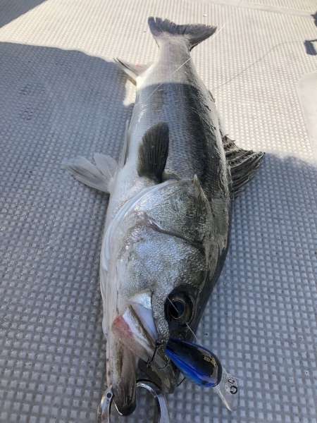 hideup 須江一樹 ブログ写真 2019/04/12