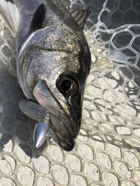 hideup 須江一樹 ブログ写真 2019/04/12