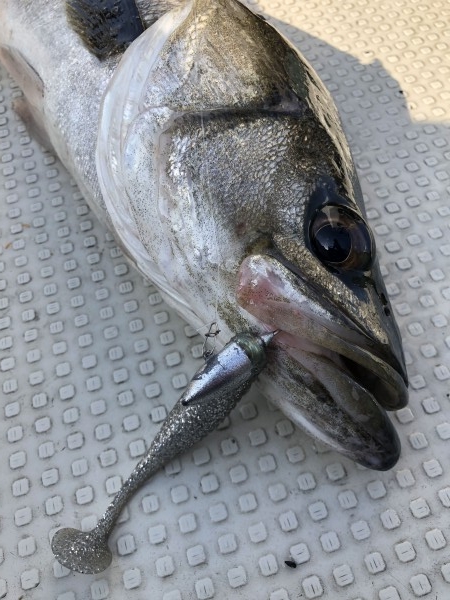 hideup 須江一樹 ブログ写真 2019/04/12