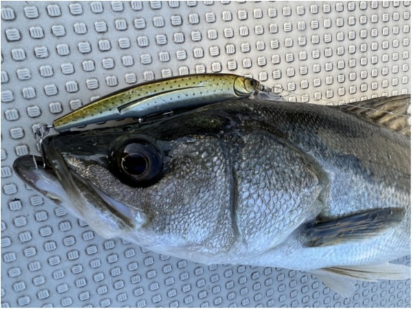 hideup 須江一樹 ブログ写真 2022/01/05