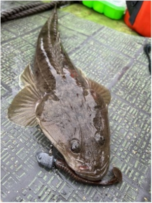 hideup 須江一樹 ブログ写真 2023/04/18