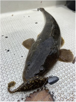 hideup 須江一樹 ブログ写真 2023/04/27