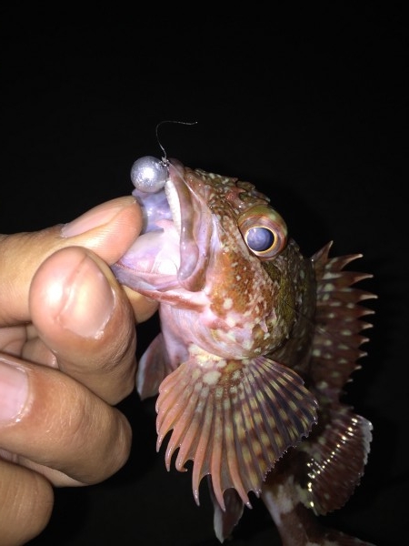 hideup 讓ｪ螻ｱ逶ｴ莠ｺ 繝悶Ο繧ｰ蜀咏悄 2015/12/14