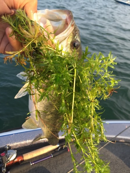 hideup 讓ｪ螻ｱ逶ｴ莠ｺ 繝悶Ο繧ｰ蜀咏悄 2016/08/11