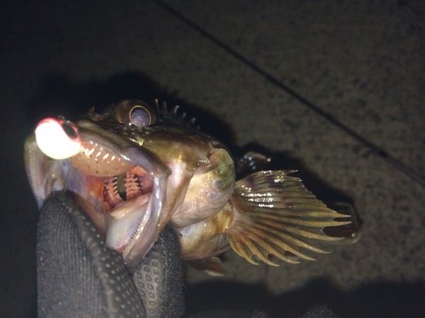 hideup 横山直人 ブログ写真 2015/02/19