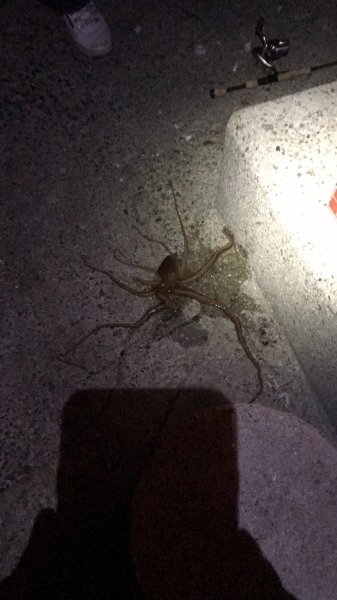 hideup 讓ｪ螻ｱ逶ｴ莠ｺ 繝悶Ο繧ｰ蜀咏悄 2017/01/08