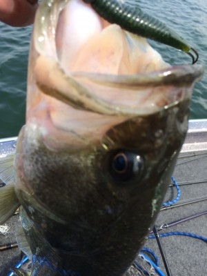 hideup 横山直人 ブログ写真 2015/06/09