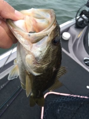 hideup 横山直人 ブログ写真 2015/04/05