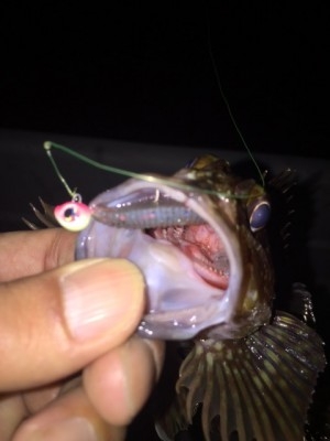 hideup 横山直人 ブログ写真 2015/01/26