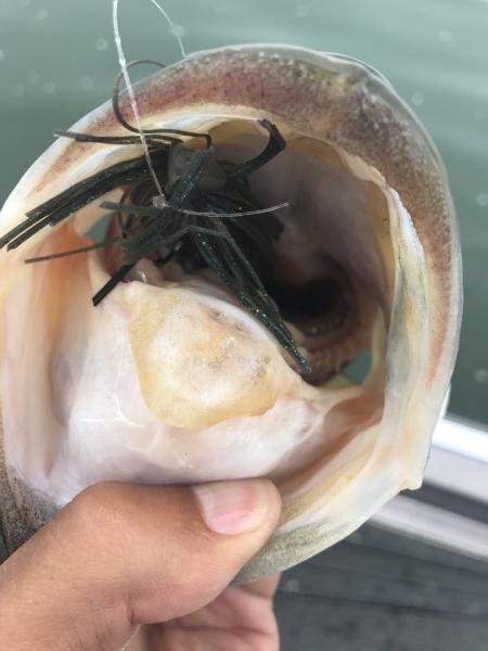 hideup 横山直人 ブログ写真 2017/07/09