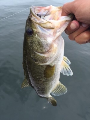 hideup 讓ｪ螻ｱ逶ｴ莠ｺ 繝悶Ο繧ｰ蜀咏悄 2015/06/14