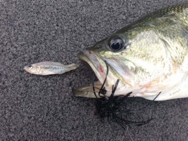 hideup 讓ｪ螻ｱ逶ｴ莠ｺ 繝悶Ο繧ｰ蜀咏悄 2013/09/04