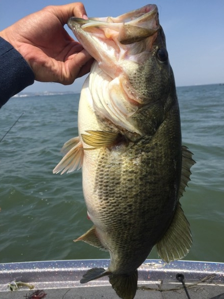 hideup 讓ｪ螻ｱ逶ｴ莠ｺ 繝悶Ο繧ｰ蜀咏悄 2016/04/12