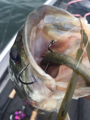 hideup 横山直人 ブログ写真 2015/05/17