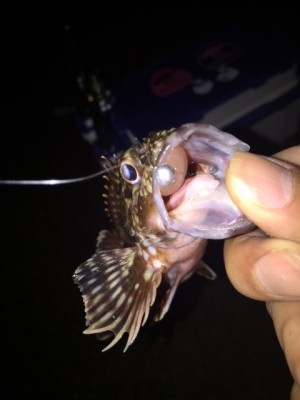 hideup 横山直人 ブログ写真 2015/02/19