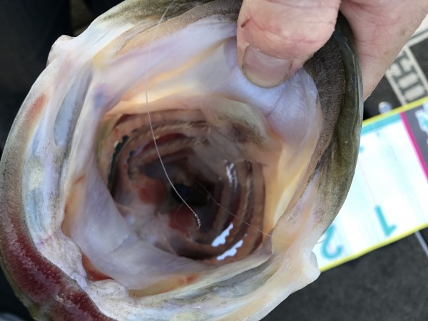 hideup 横山直人 ブログ写真 2017/05/05