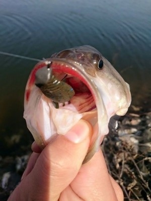 hideup 讓ｪ螻ｱ逶ｴ莠ｺ 繝悶Ο繧ｰ蜀咏悄 2015/03/19