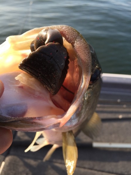 hideup 讓ｪ螻ｱ逶ｴ莠ｺ 繝悶Ο繧ｰ蜀咏悄 2016/08/11