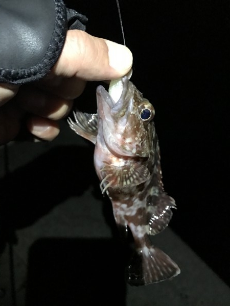 hideup 讓ｪ螻ｱ逶ｴ莠ｺ 繝悶Ο繧ｰ蜀咏悄 2017/01/08