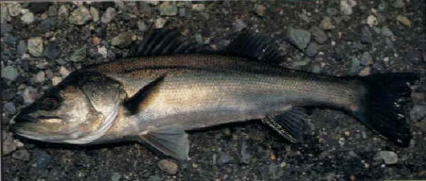 hideup 横山直人 ブログ写真 2015/04/23