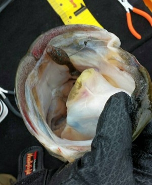 hideup 讓ｪ螻ｱ逶ｴ莠ｺ 繝悶Ο繧ｰ蜀咏悄 2015/08/21