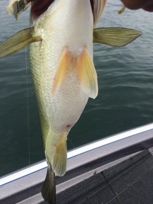 hideup 讓ｪ螻ｱ逶ｴ莠ｺ 繝悶Ο繧ｰ蜀咏悄 2014/06/23