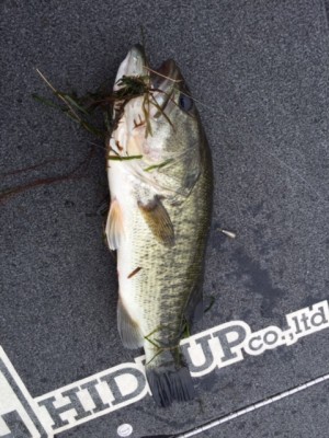 hideup 横山直人 ブログ写真 2015/05/24