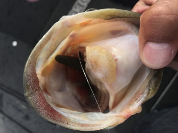 hideup 横山直人 ブログ写真 2017/05/05