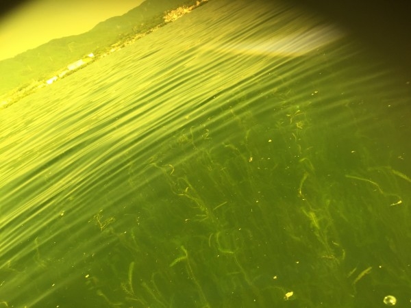 hideup 讓ｪ螻ｱ逶ｴ莠ｺ 繝悶Ο繧ｰ蜀咏悄 2016/08/17